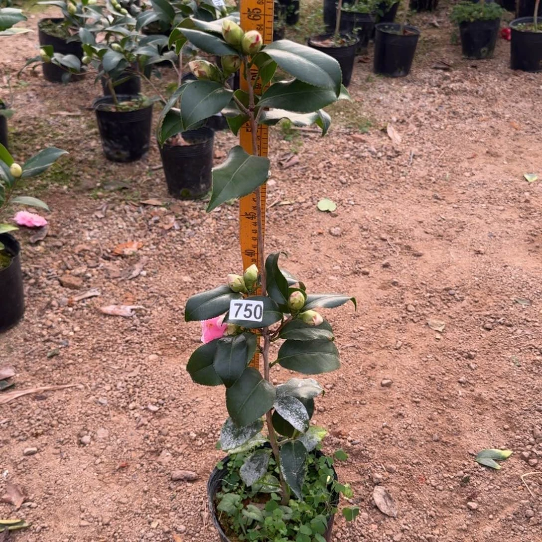 少量花朵（建议范围：2朵-5朵 或40%以下）750津川娇