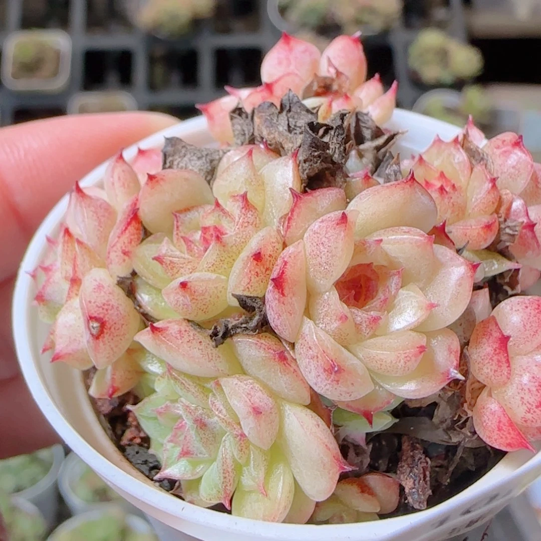 花语逸镜1029-534散