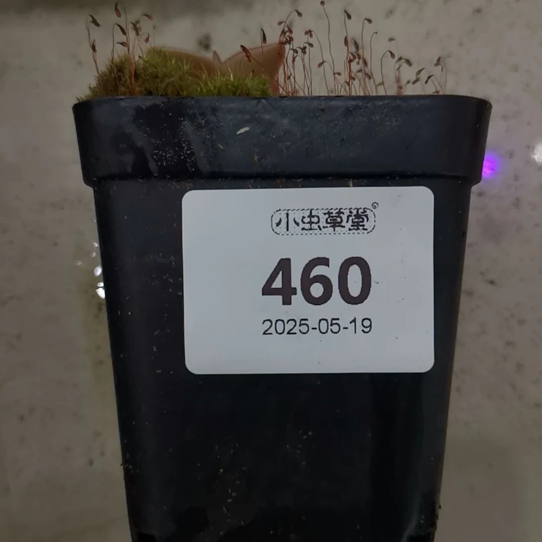 完全开放460塞佛士捕虫堇