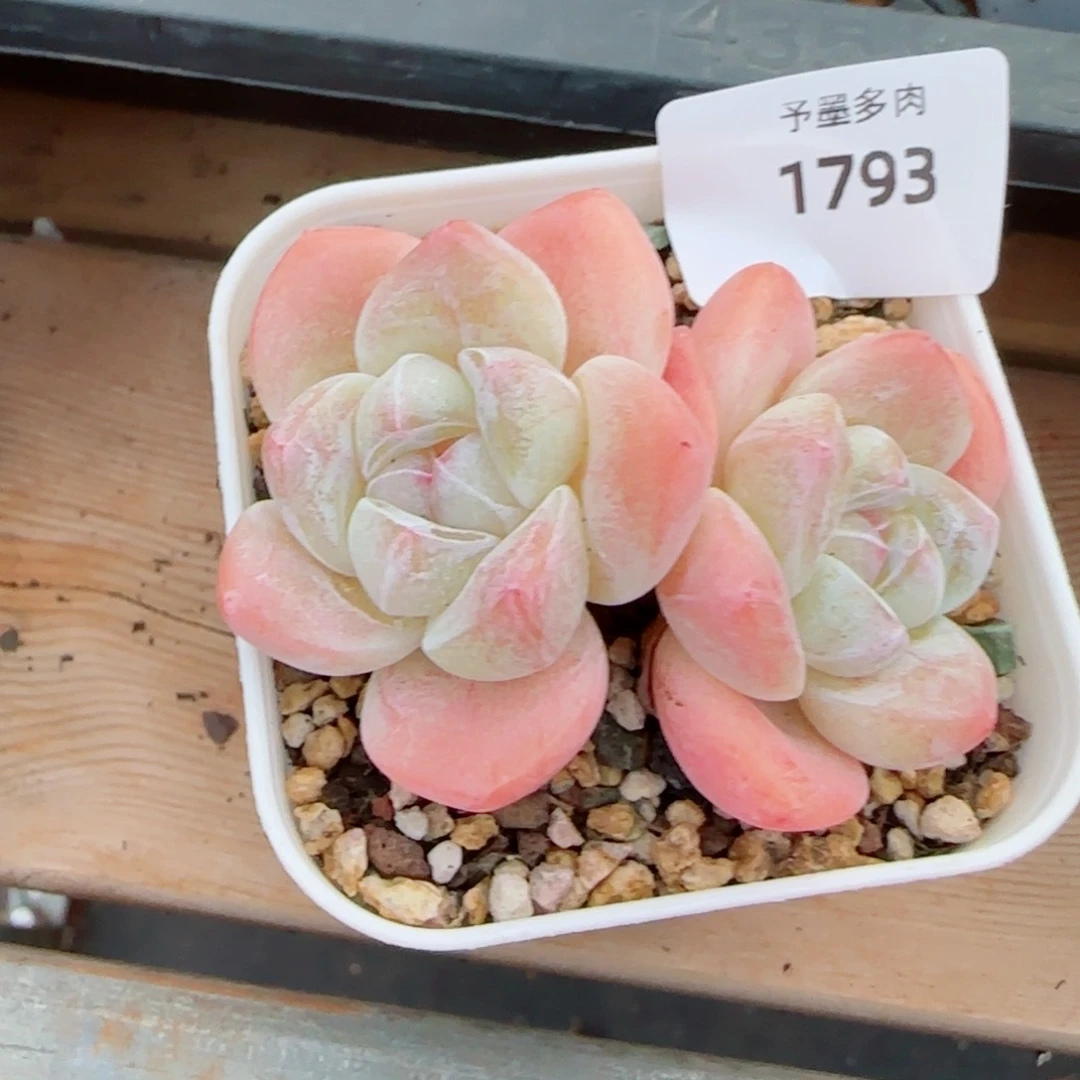 冰玉，1793多肉植物
