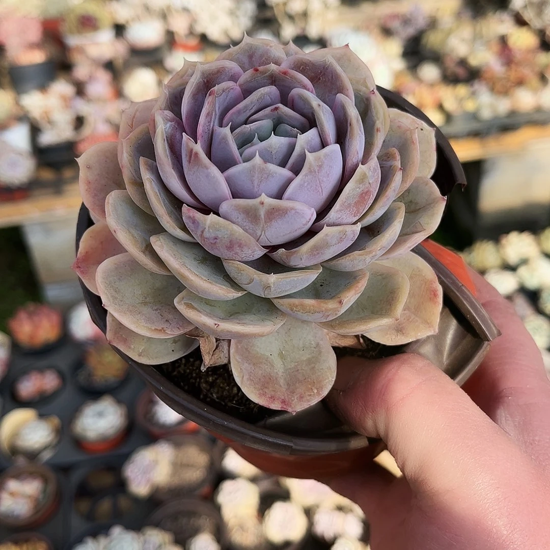 一**风85多肉植物提取萃取剂系列之