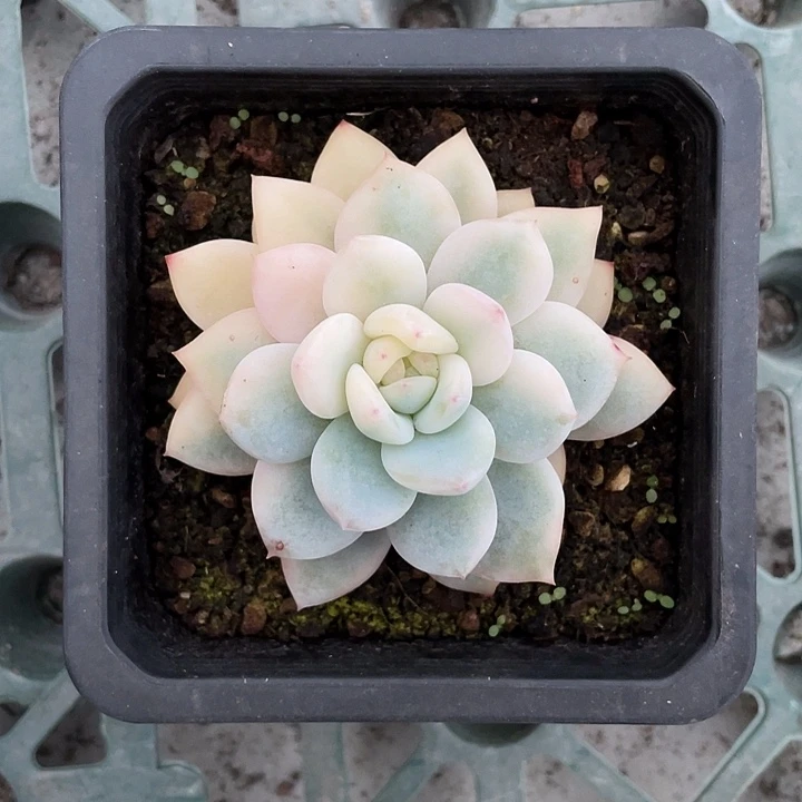 梦露锦一物一拍锦龙