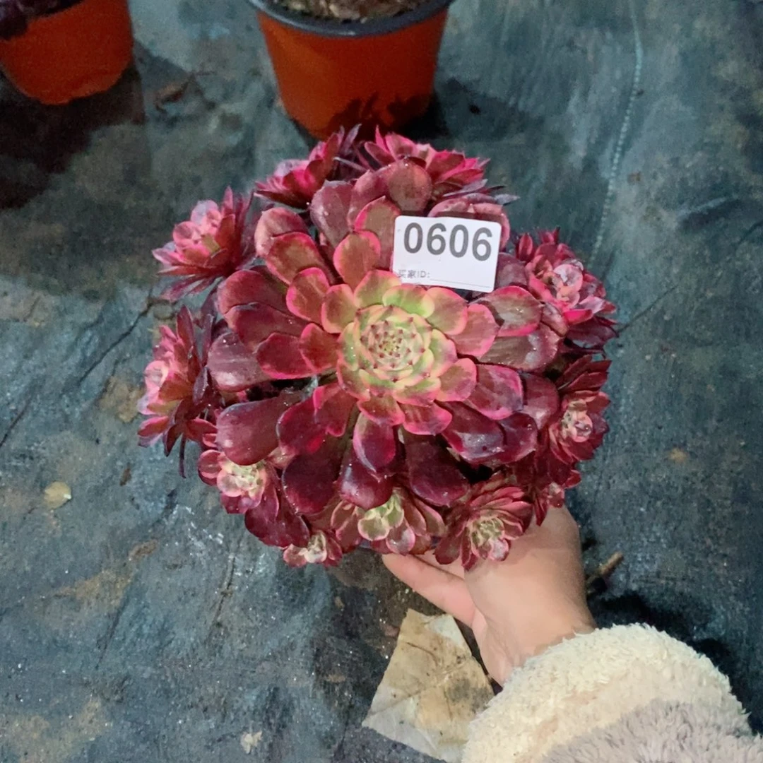 梦*烟花606多肉1111