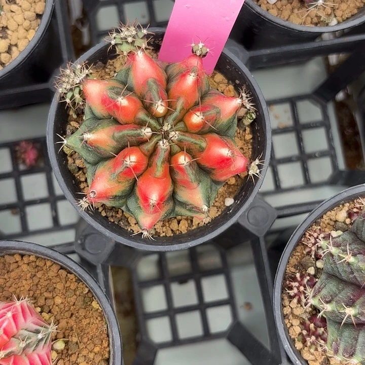 31-0511泰国发货多肉