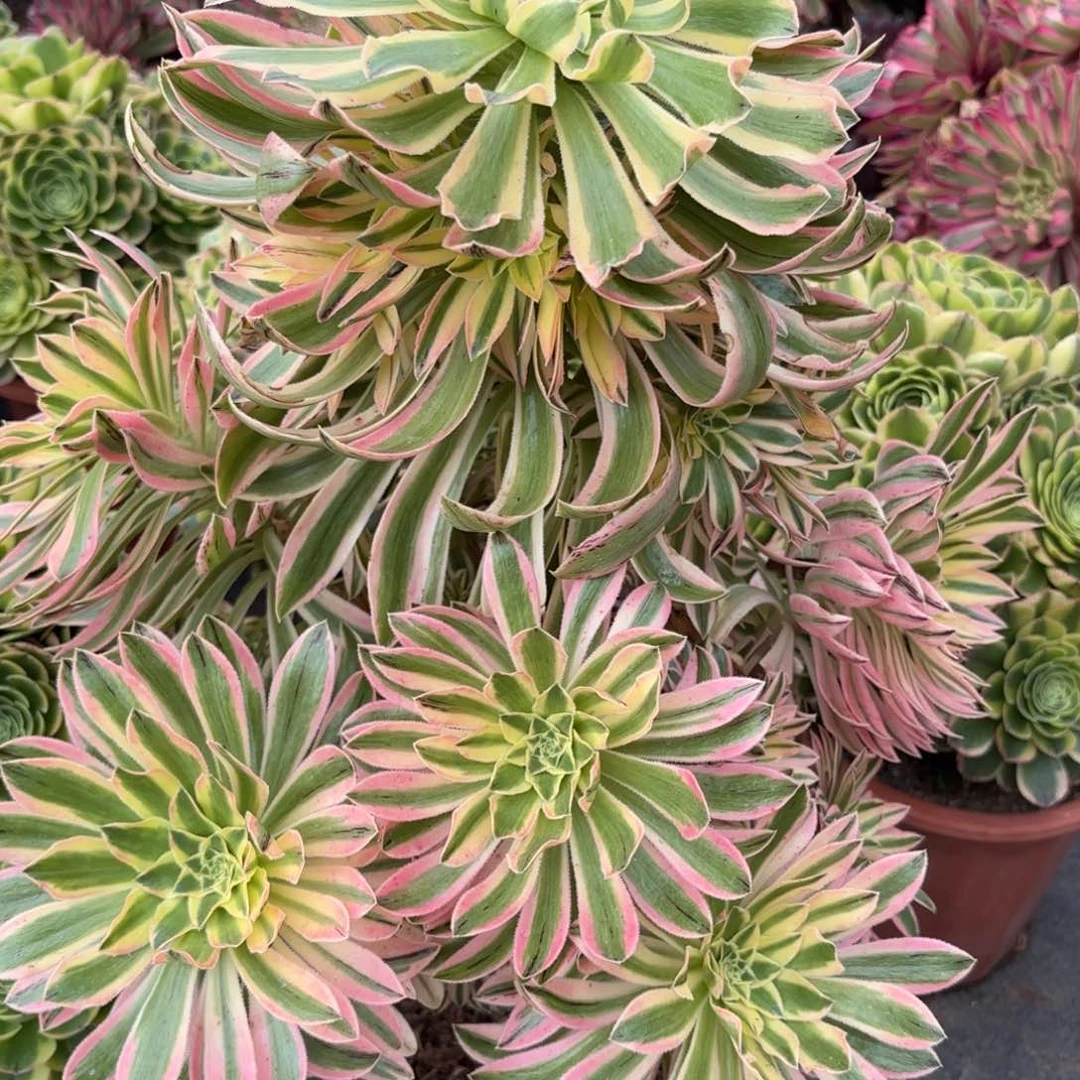 11夕颜多肉植物绿植