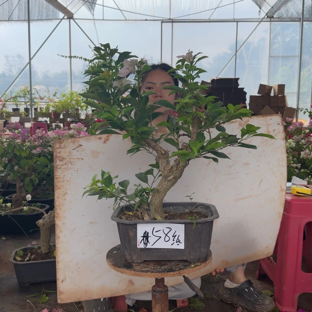 大部分花苞少量开放金夫人 58