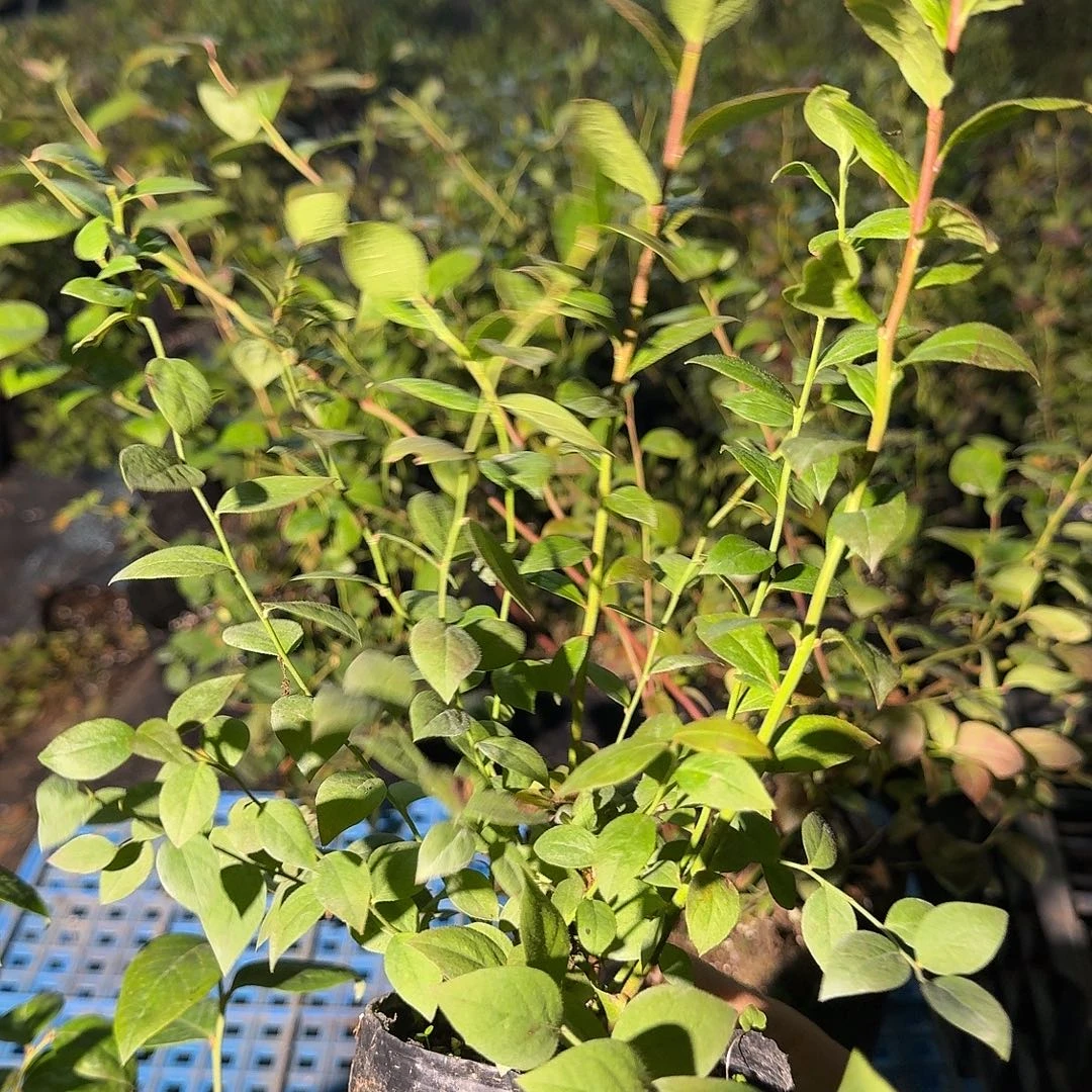 1702小钵苗 福利价。