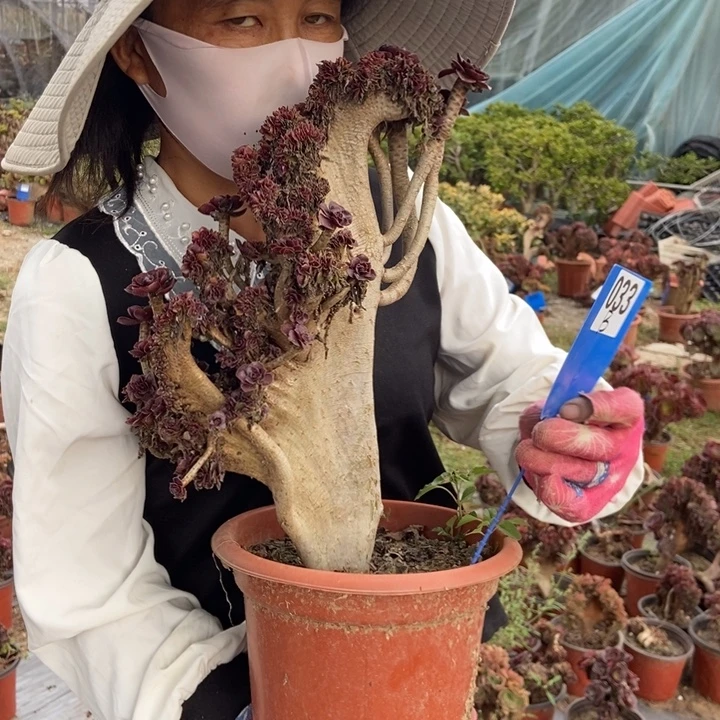 爱***灰B033黑缀化老桩老桩