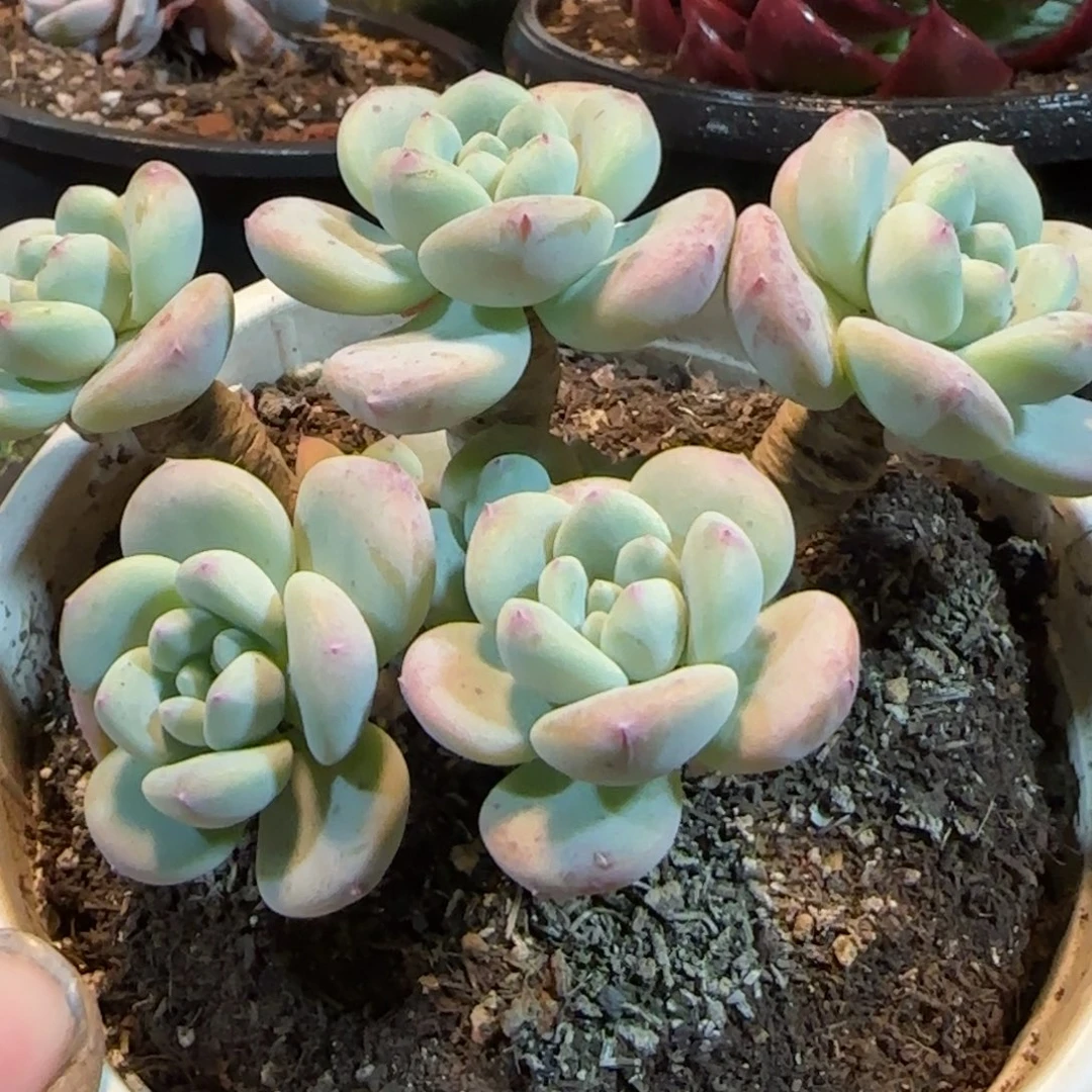 望舒一物一拍包装收缩花旱