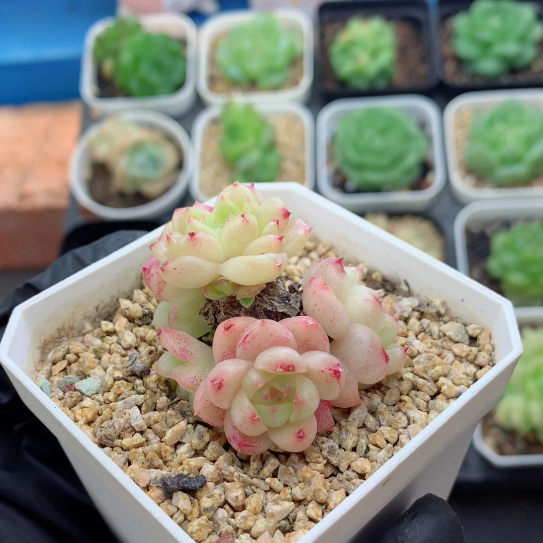 58包邮  群生不包整麦秆群135