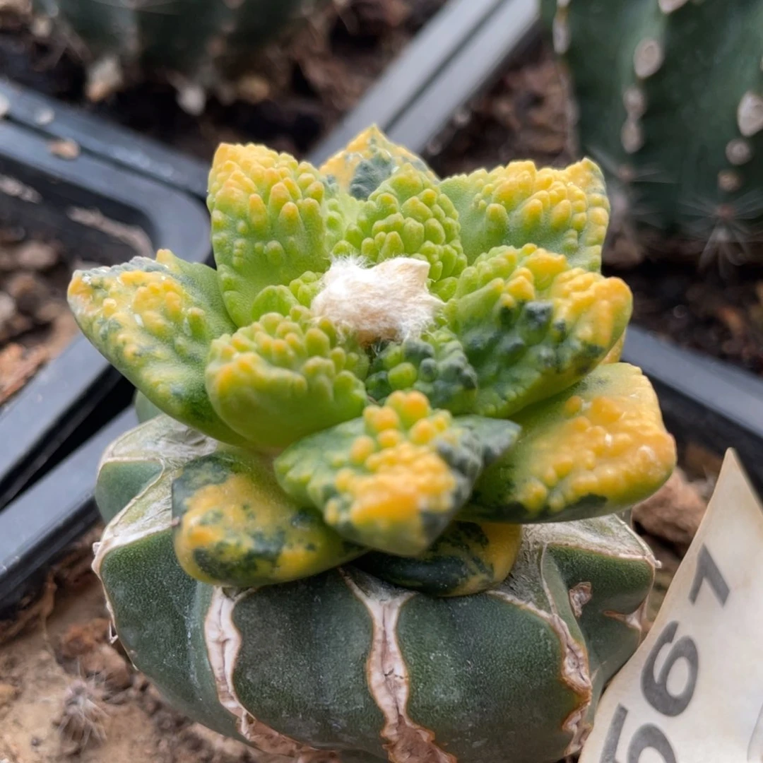 无花朵散斑拉丝纹锦哥斯拉牡丹锦561