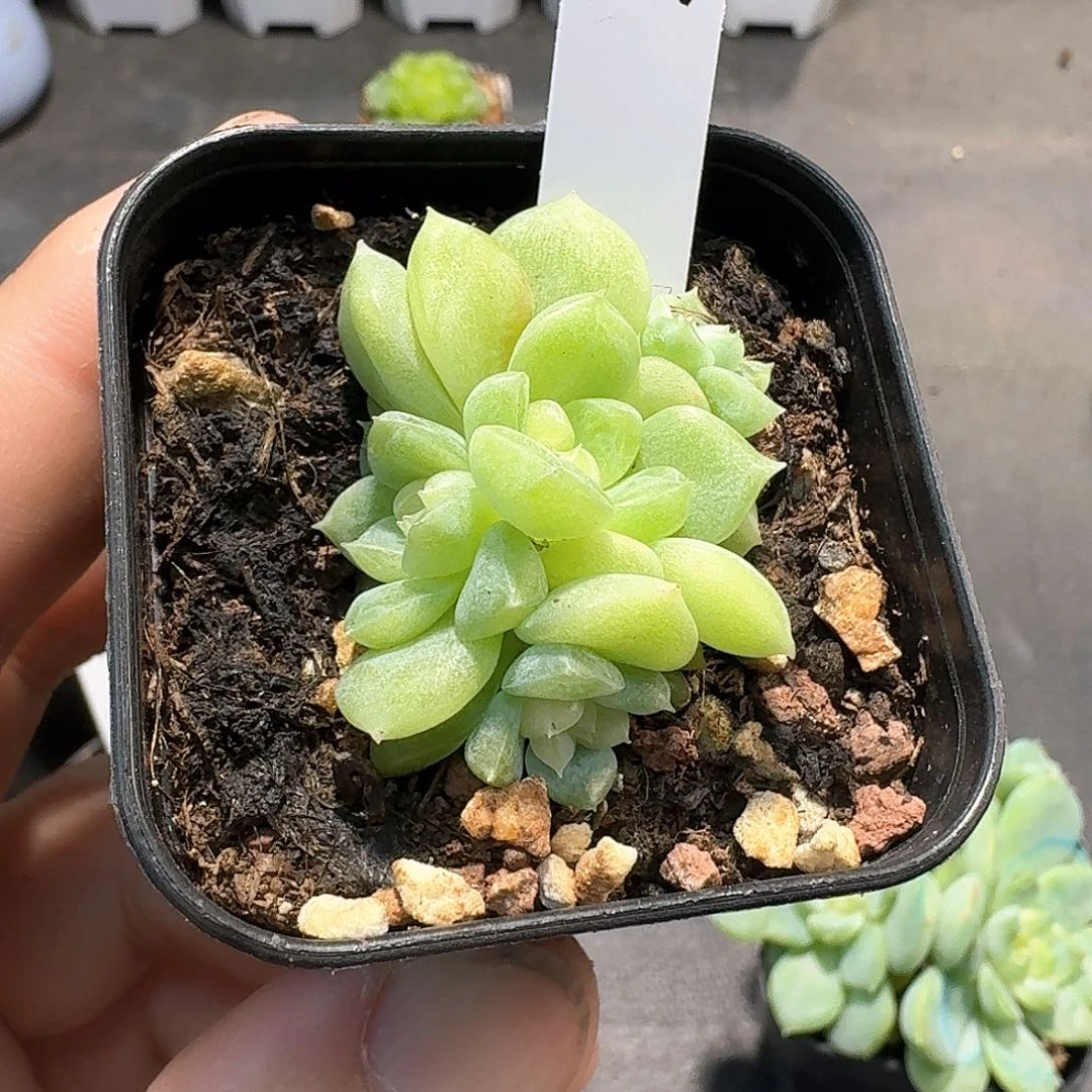 827号泼天的富贵四头多肉