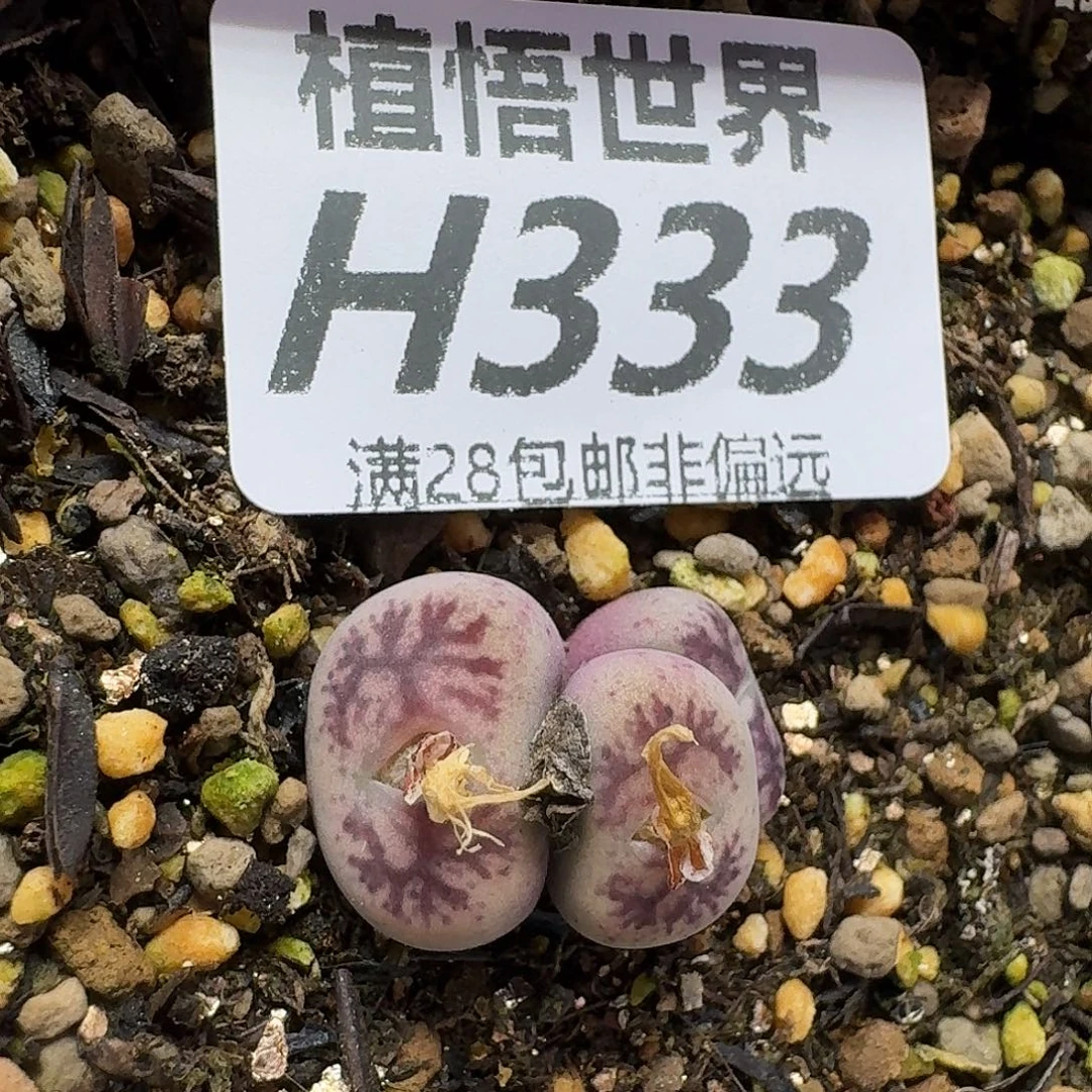多肉植物的润泽fhn