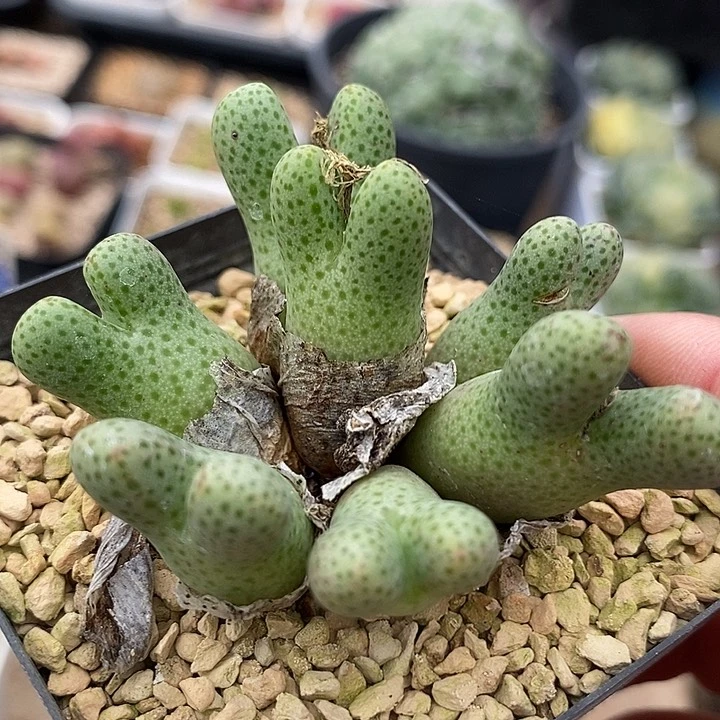 22542超级大斑马955d母本