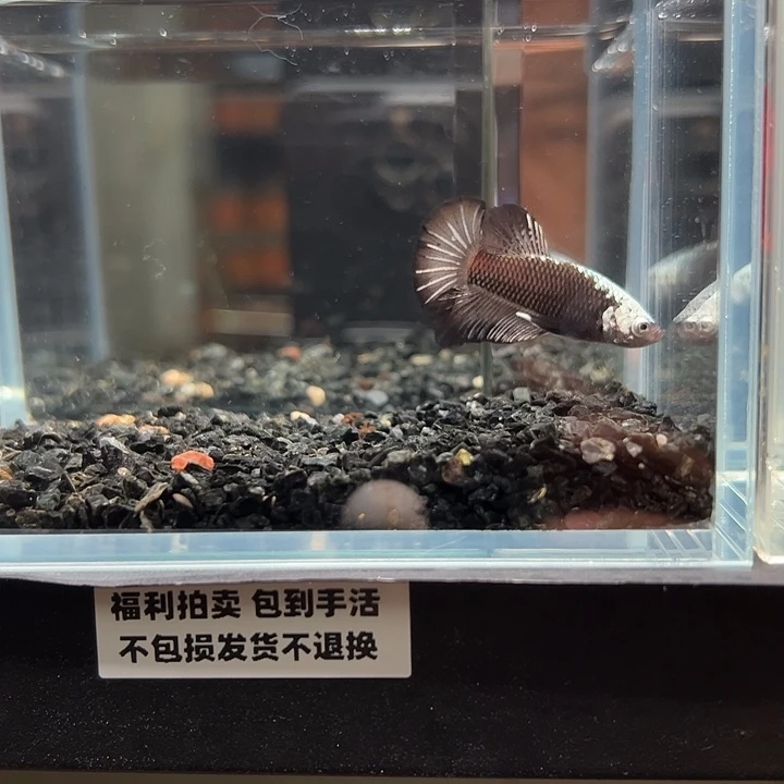 斗鱼竞拍跑单拉黑18日132