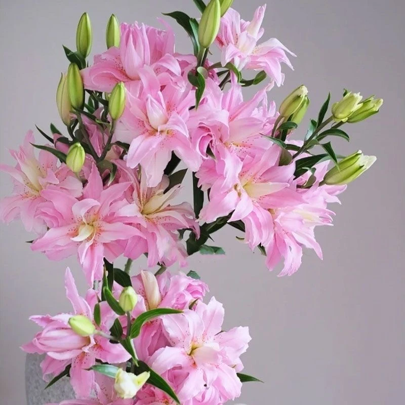 25+周长香水秋百合戴安娜进口种球带芽重瓣耐寒耐热庭院阳台绿植
