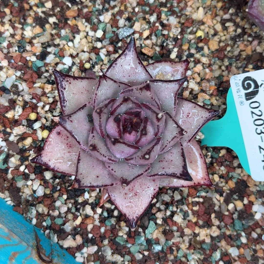 多肉一物一拍0203-248