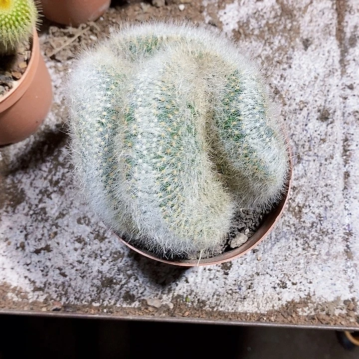 芳香烟111111111111111个