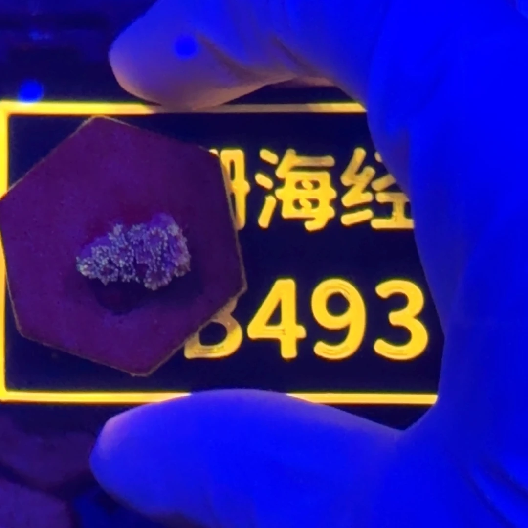 用***2纽扣珊瑚又又不包邮澳彩切件B493