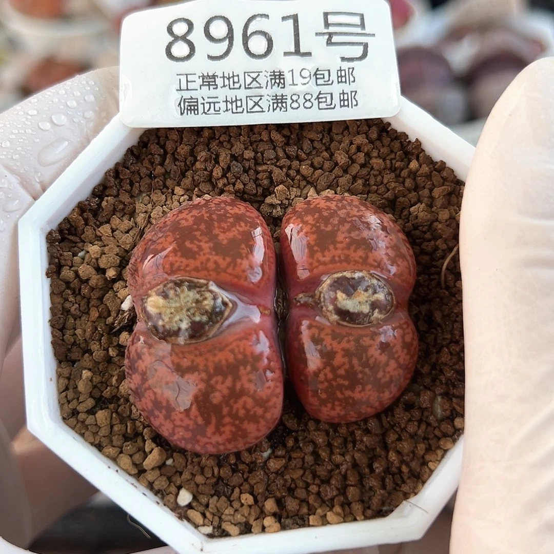 好养易活生石花大母本8961