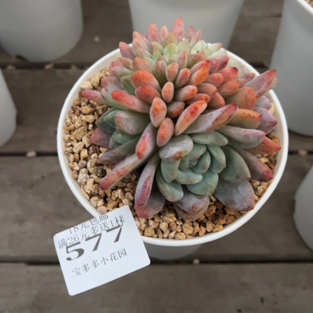 考***江577号橙梦露缀化 一物一拍