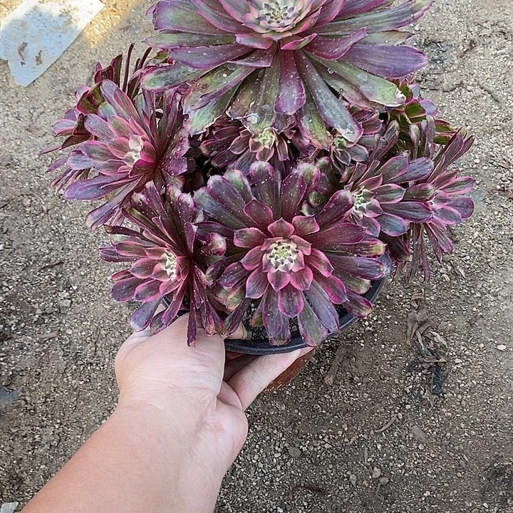 多肉植物红胭脂203多肉