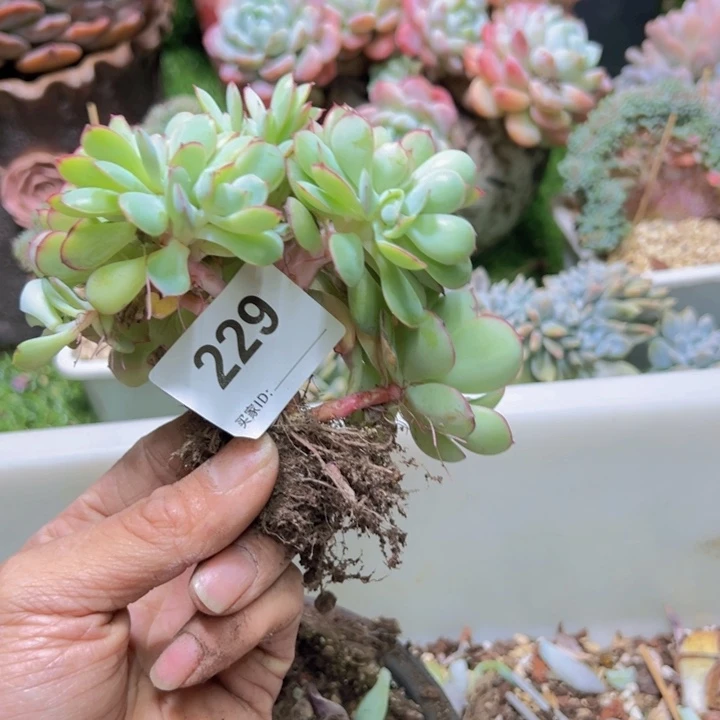 淇***淇然的多肉一位一229