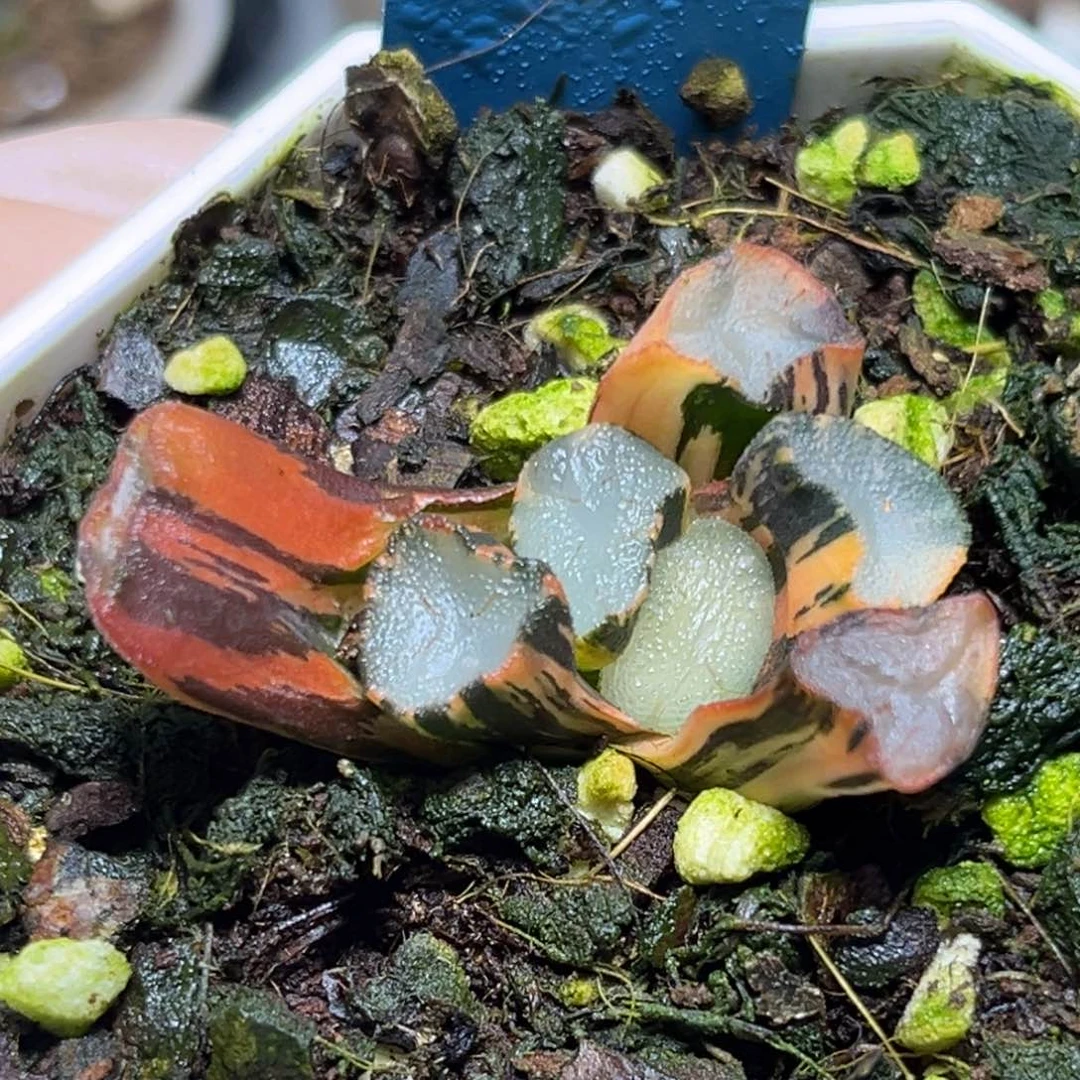 恭喜发财大吉大利0107