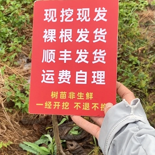 茫****吊坠文玩核桃蛤蟆头明春挖两颗