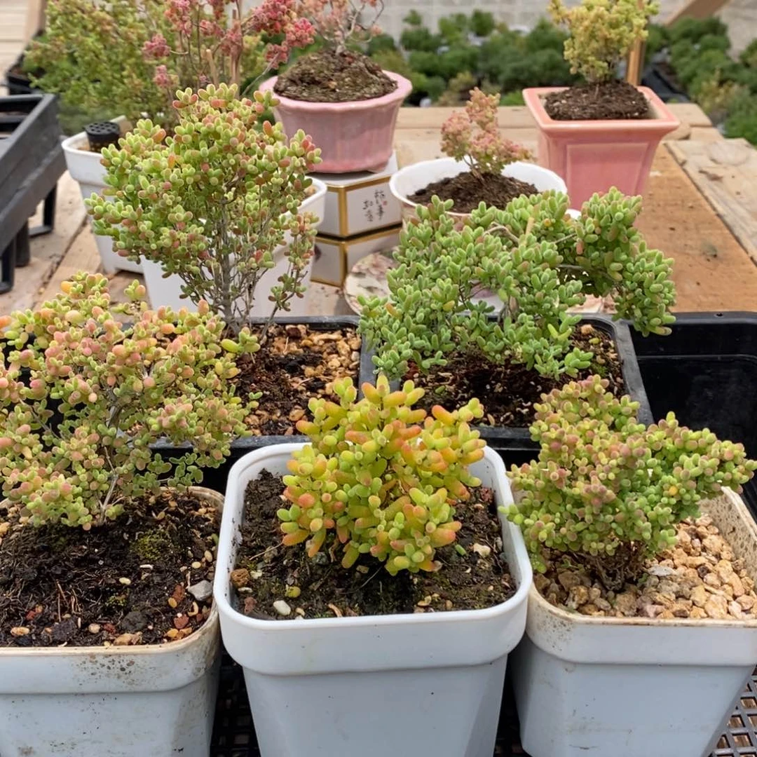 枝干蜜桔糖球来咯530