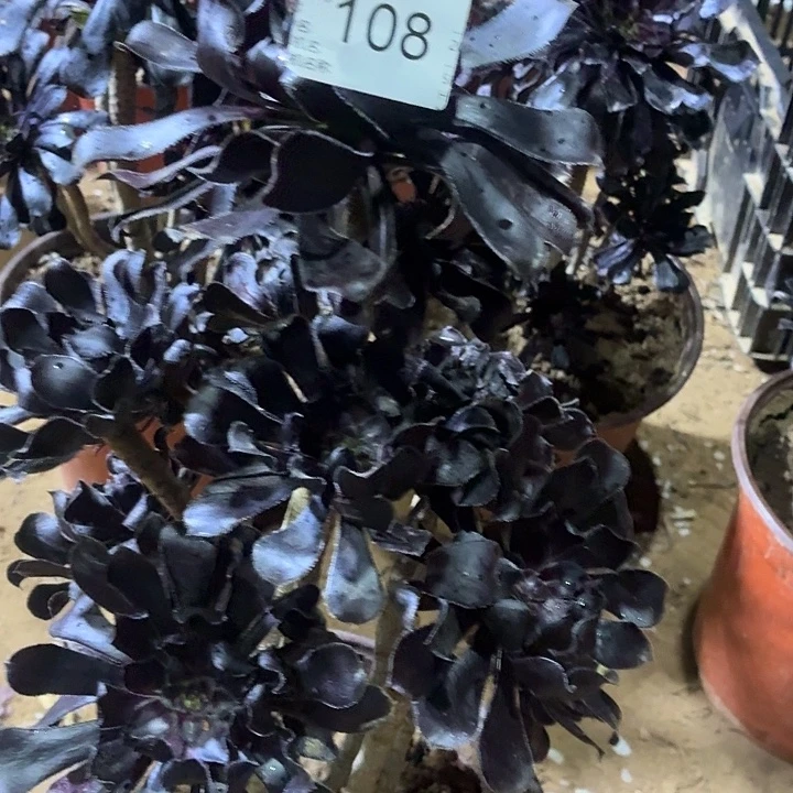 108好一物一拍1棵