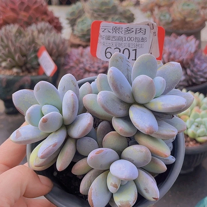 6201雪美人。