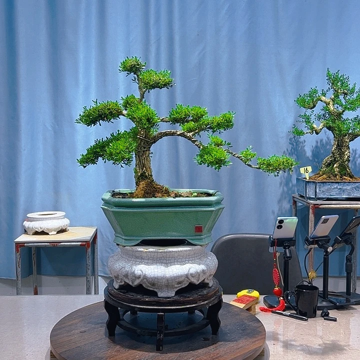 无花朵广东皱皮雀舌黄杨