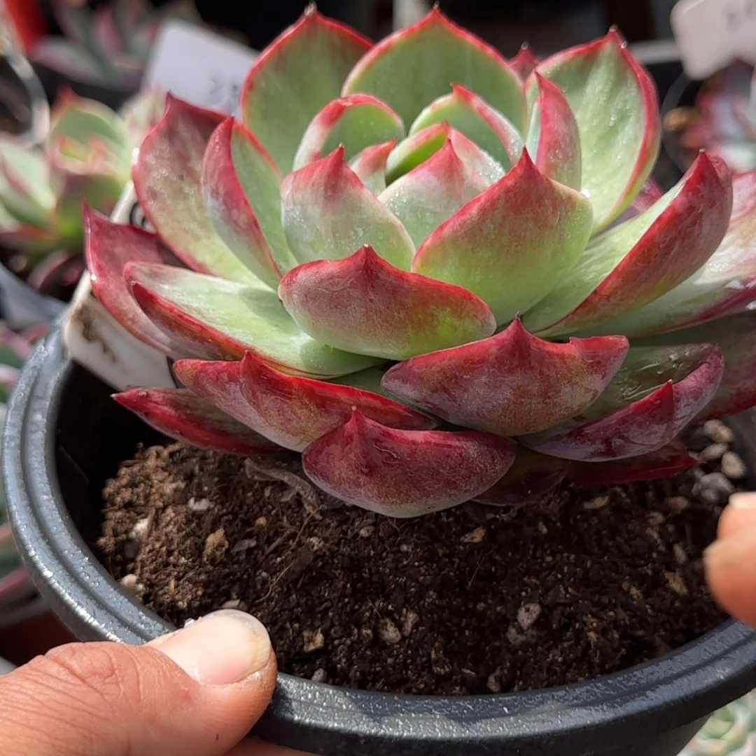 惊鸿一物一拍包装收缩花旱961