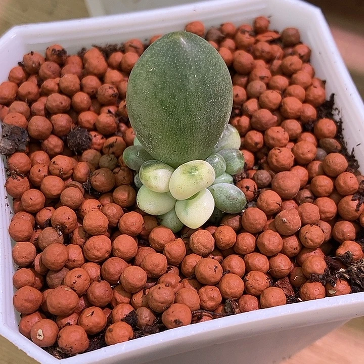 雪***糕多肉植物多肉植物