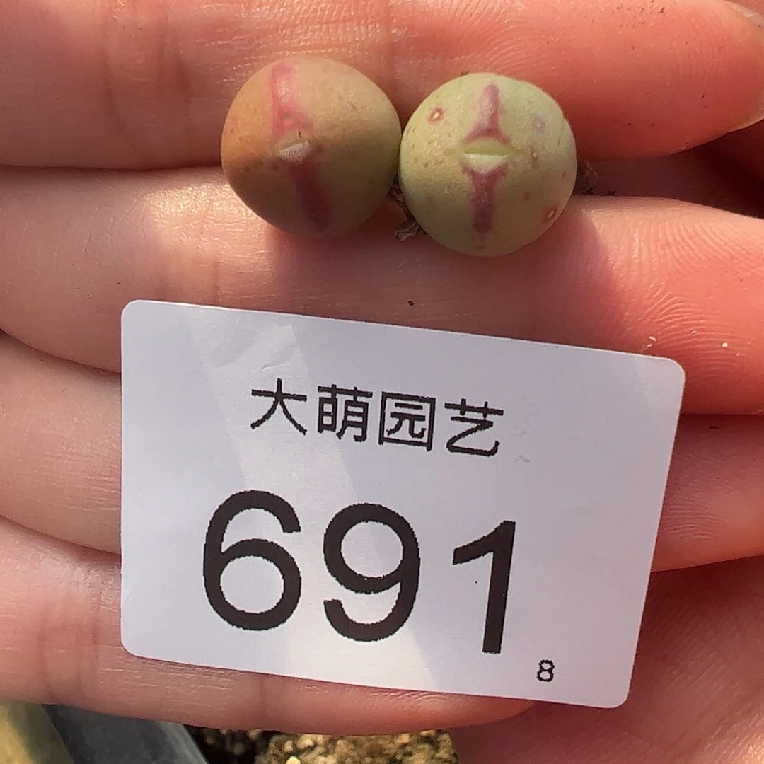 0000691量拍1414.71皮卡丘2颗尺寸不大老皮皱