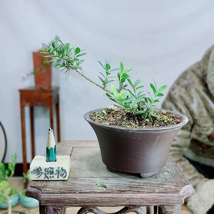 窗****采皱皮雀舌黄杨盆景