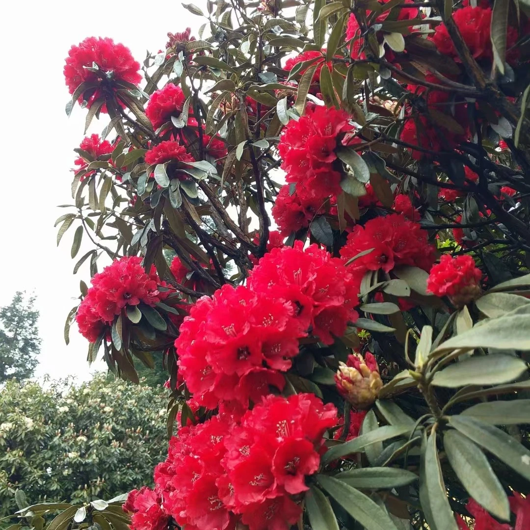 高山杜鹃马缨花大红色籽播苗