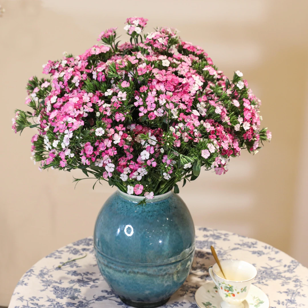 A级优选相思梅（小众品种）鲜切花云南基地新鲜花材