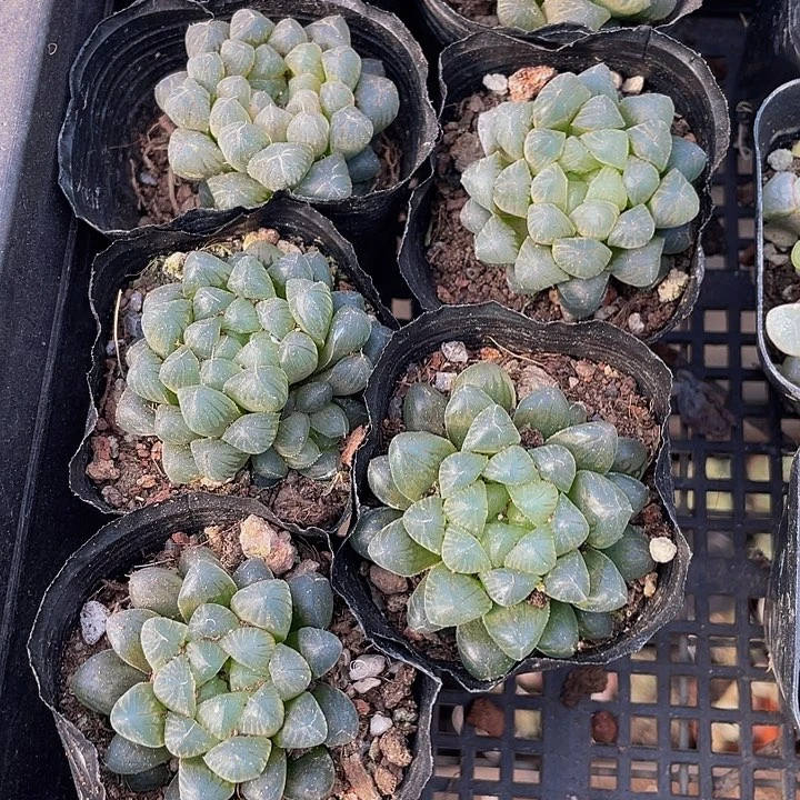 姬玉露带盆土发过