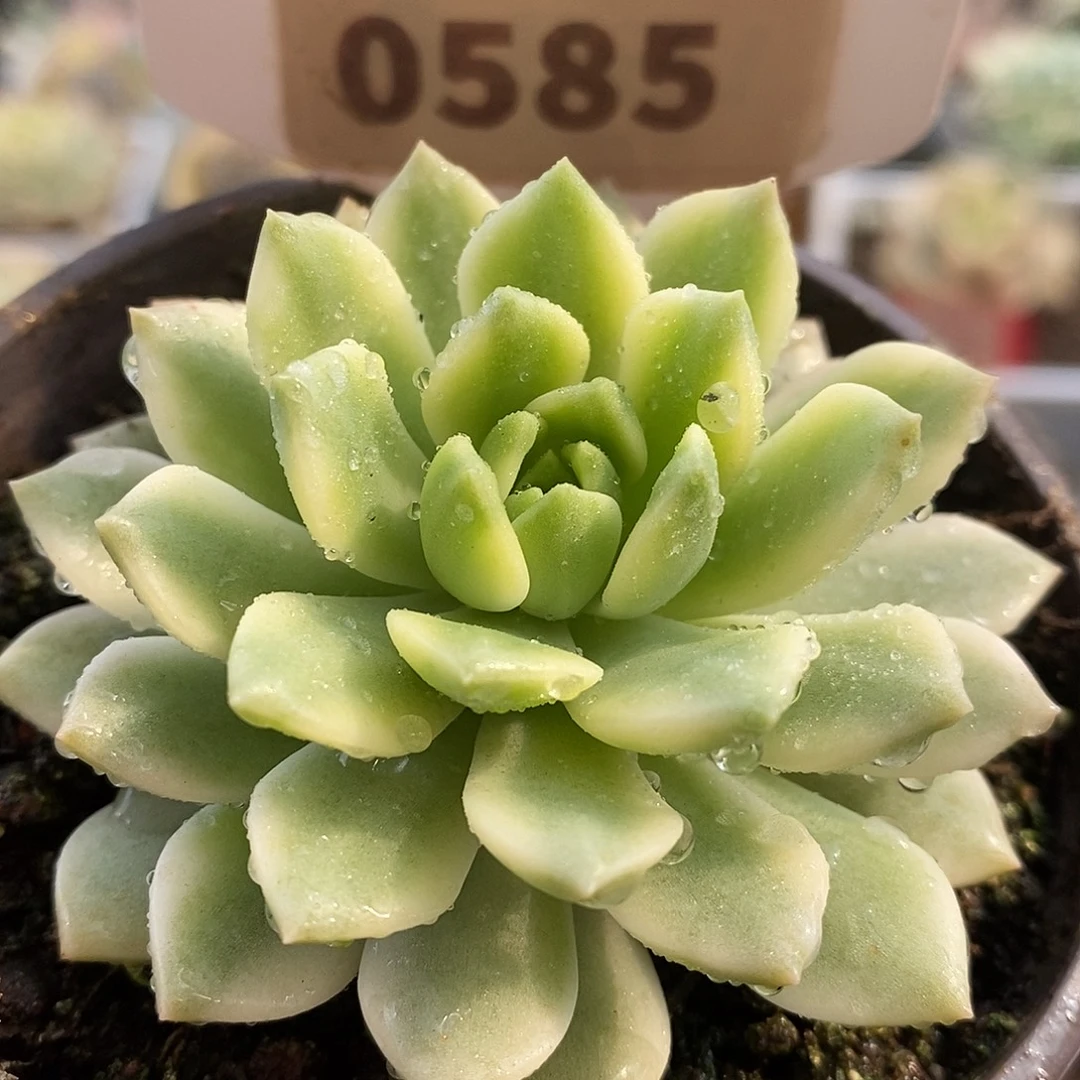 585哈哈哈哈哈哈哈哈哈