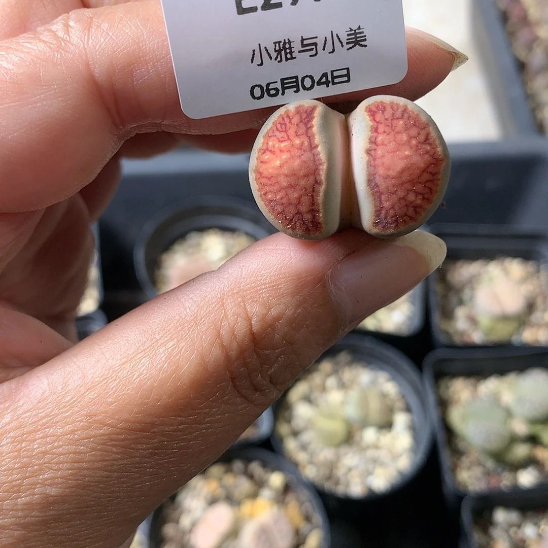 E297多肉植物保护研究所