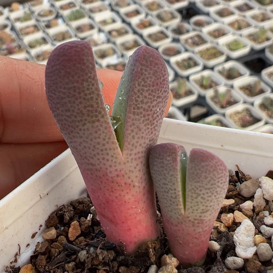 粉体波龙大将多肉植物