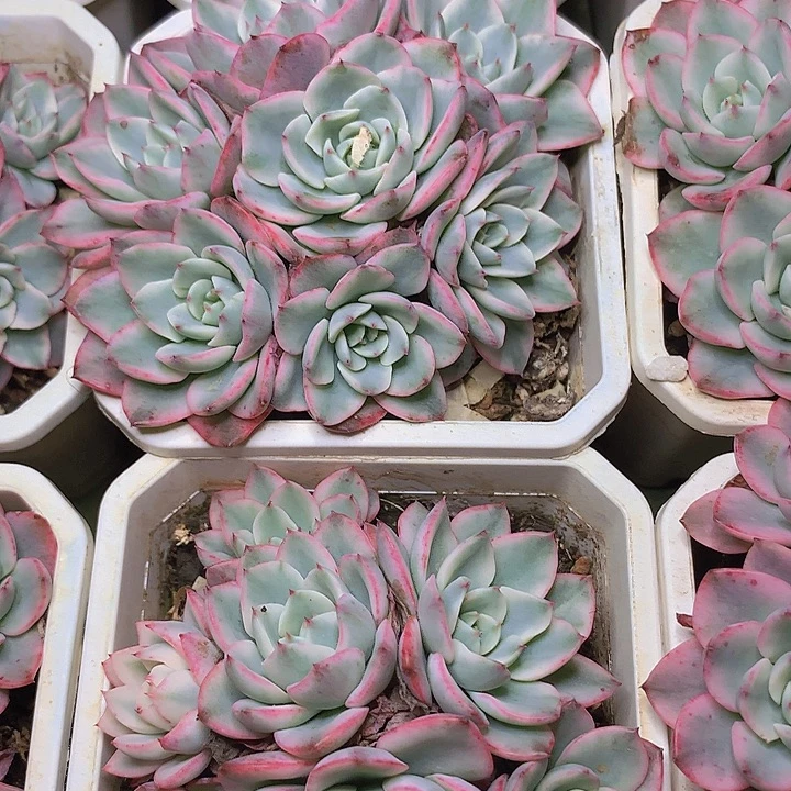 奶油黄桃锦7头发货