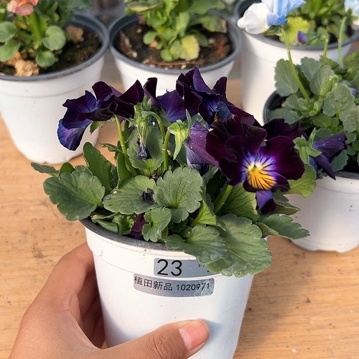 红陶抖音直播闪拍23