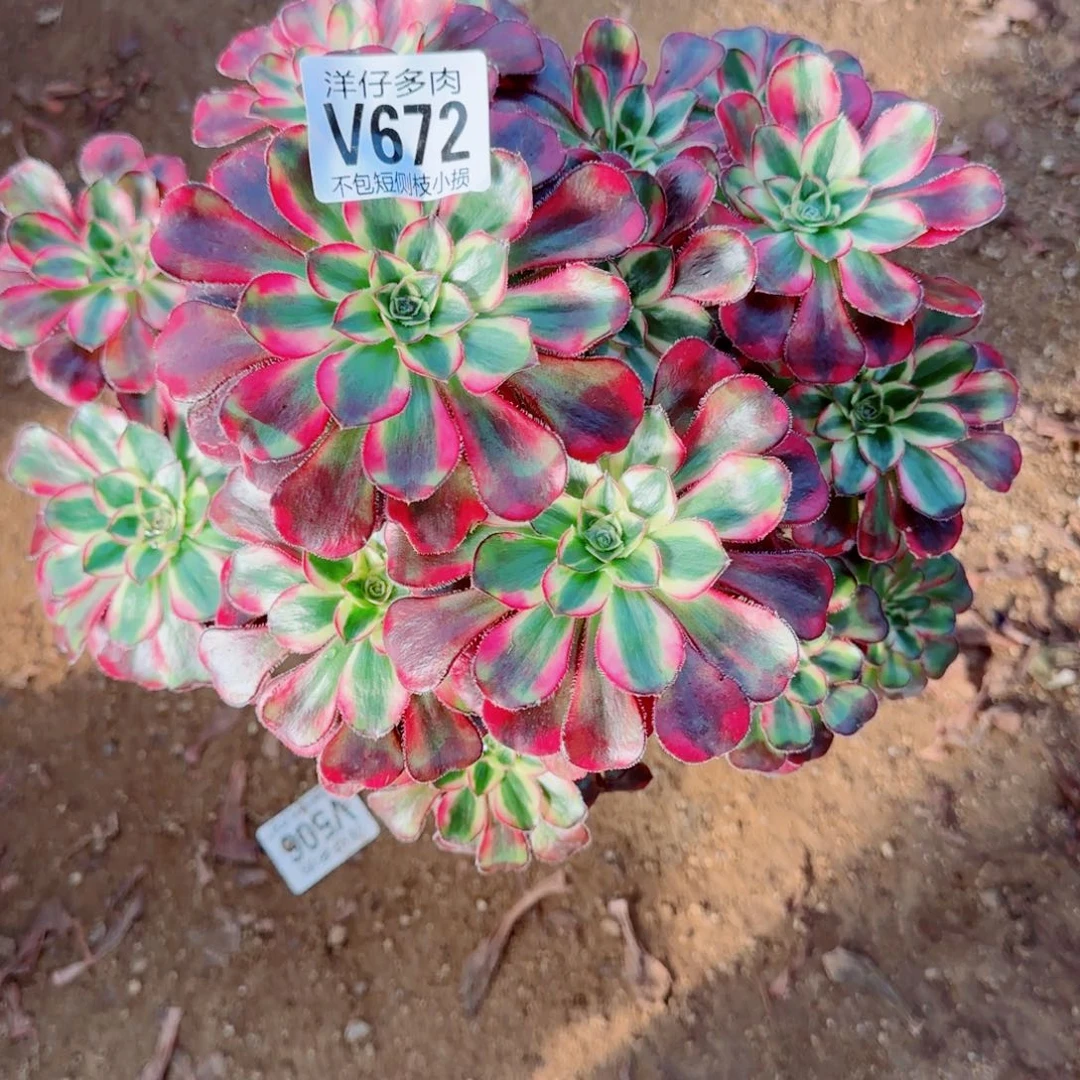 冰淇淋发师672冠幅23