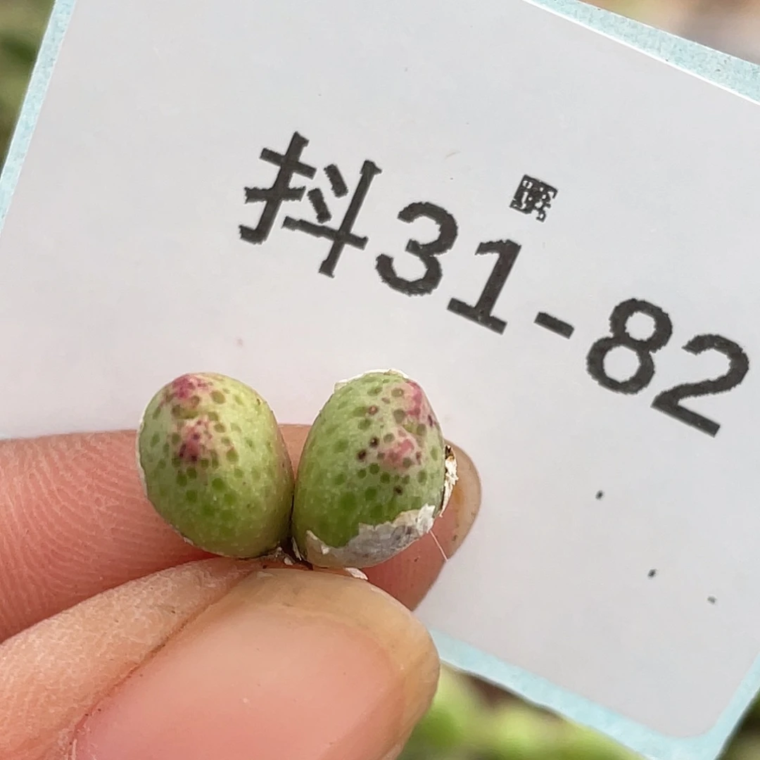 31-82草莓斑马肉锥
