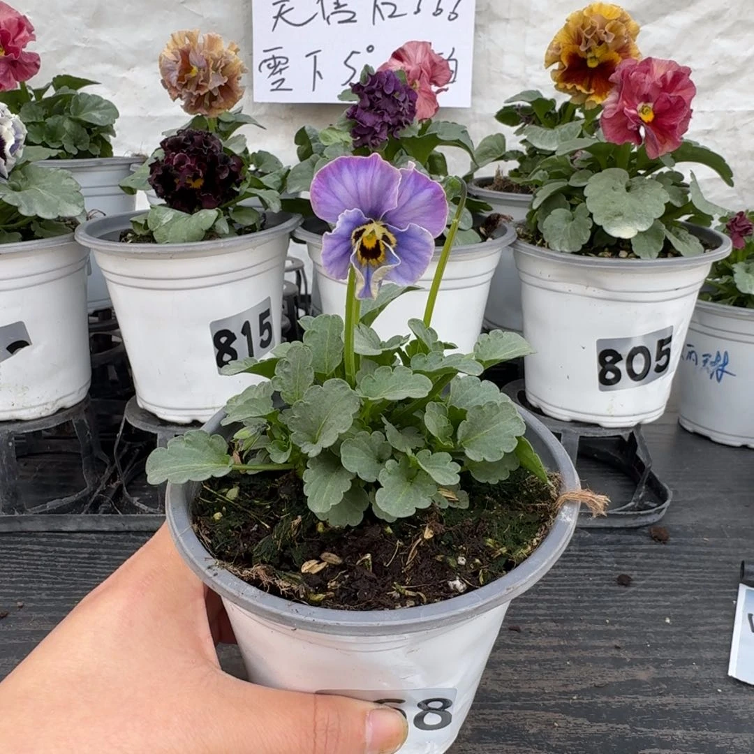 全部花朵168号青金石