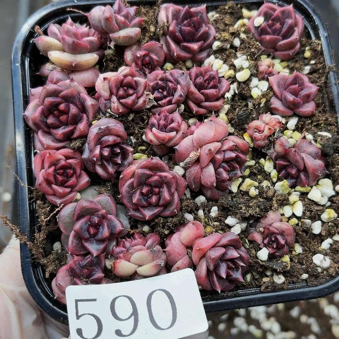 多肉植物多肉植物590