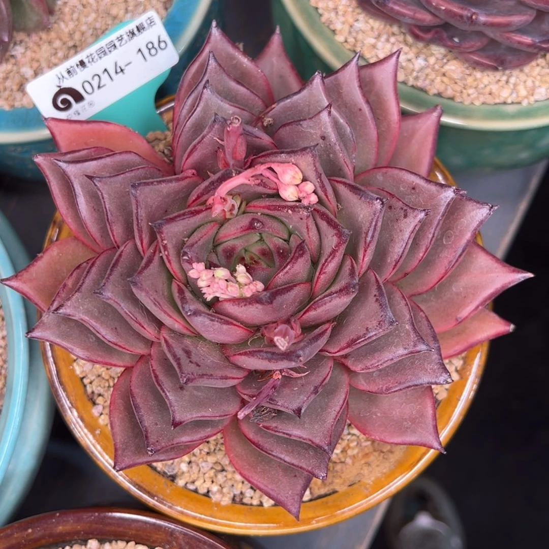 随*?从前慢多肉精选编号0214.186